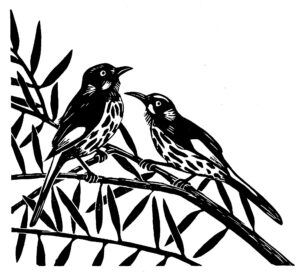 Read more about the article New Holland Honeyeater