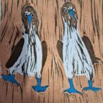 Read more about the article Blue Footed Boobies
