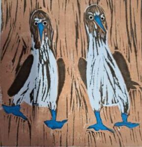 Read more about the article Blue Footed Boobies