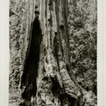 Read more about the article Big Tree, Little People