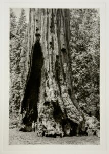 Read more about the article Big Tree, Little People
