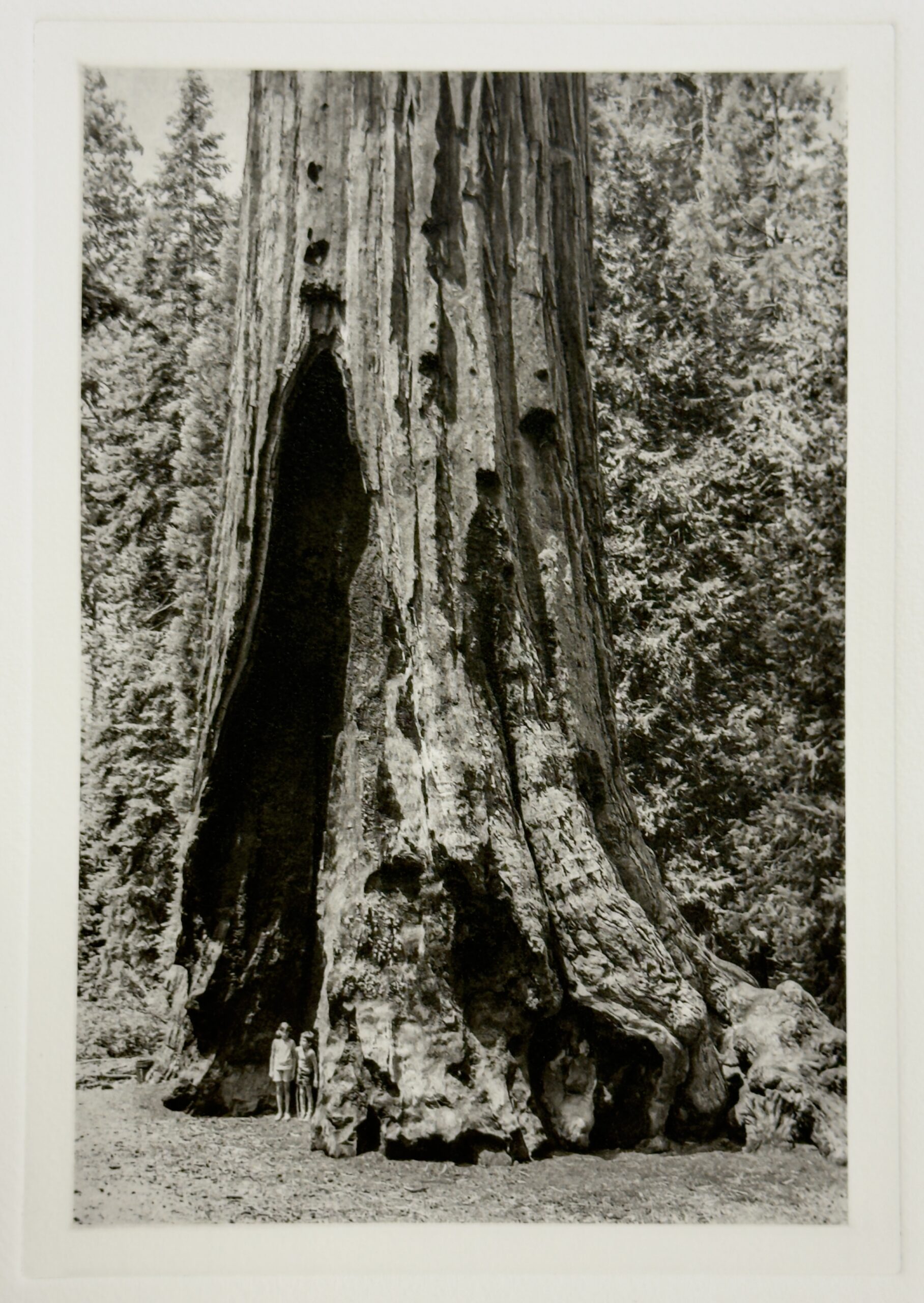 You are currently viewing Big Tree, Little People