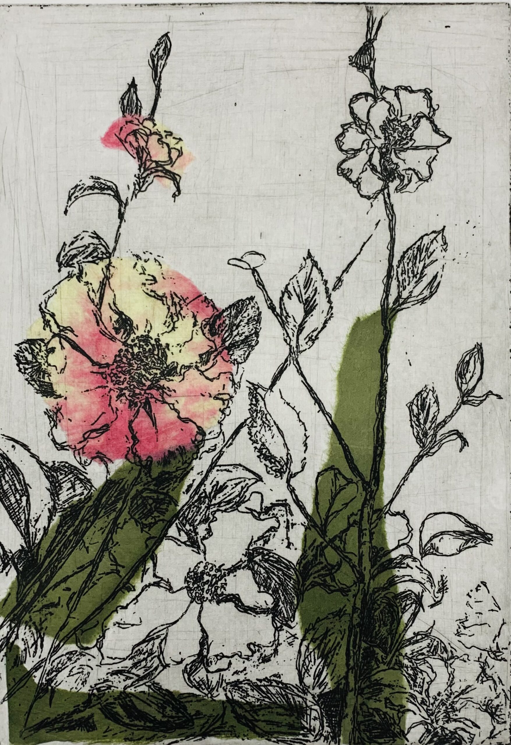 You are currently viewing Camellias